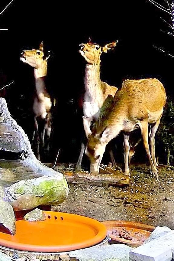 livebirdspoland_e38484870c180cbce928198dac7563c4.jpg