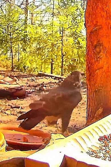 livebirdspoland_c6bab7d2477957d4e453068cff1ab3c6.jpg