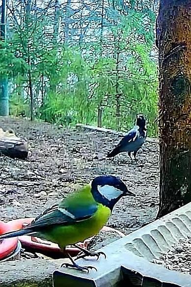 livebirdspoland_be97cb459283fb3fea58b4427747a513.jpg