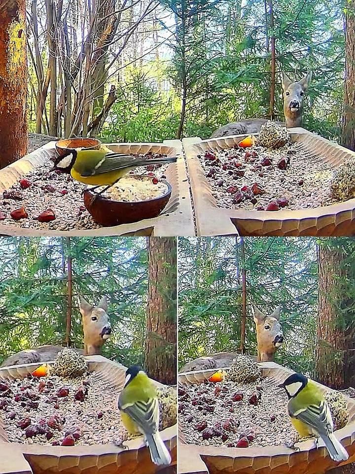 livebirdspoland_989840446219cf401d55664bf6e99fbb.jpg