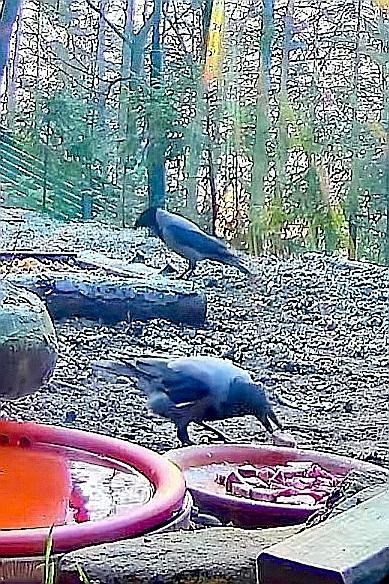 livebirdspoland_d9dd9db6f659ce1fddd49377c29f222b.jpg