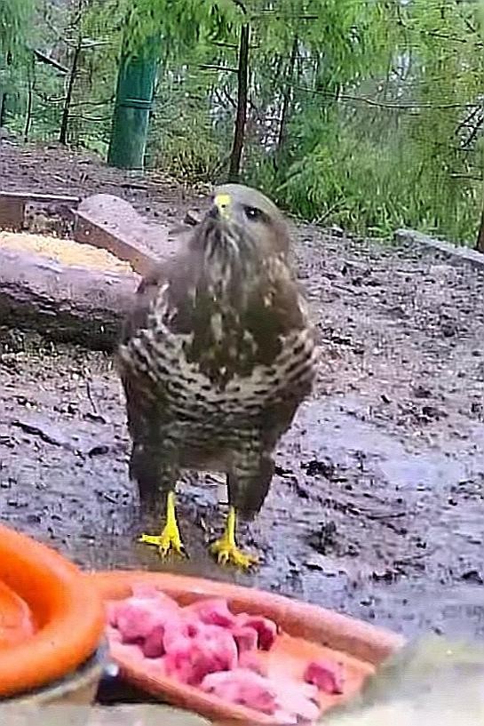 livebirdspoland_3c73de7c2dfc7b15ab6179d8368c59cf.jpg