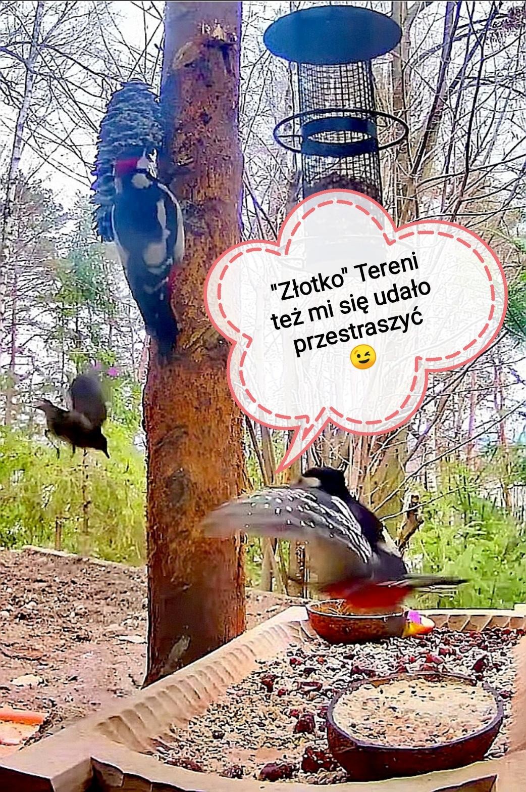 livebirdspoland_e82c910c5bd4a85ecf1ca651183b5fd6.jpg