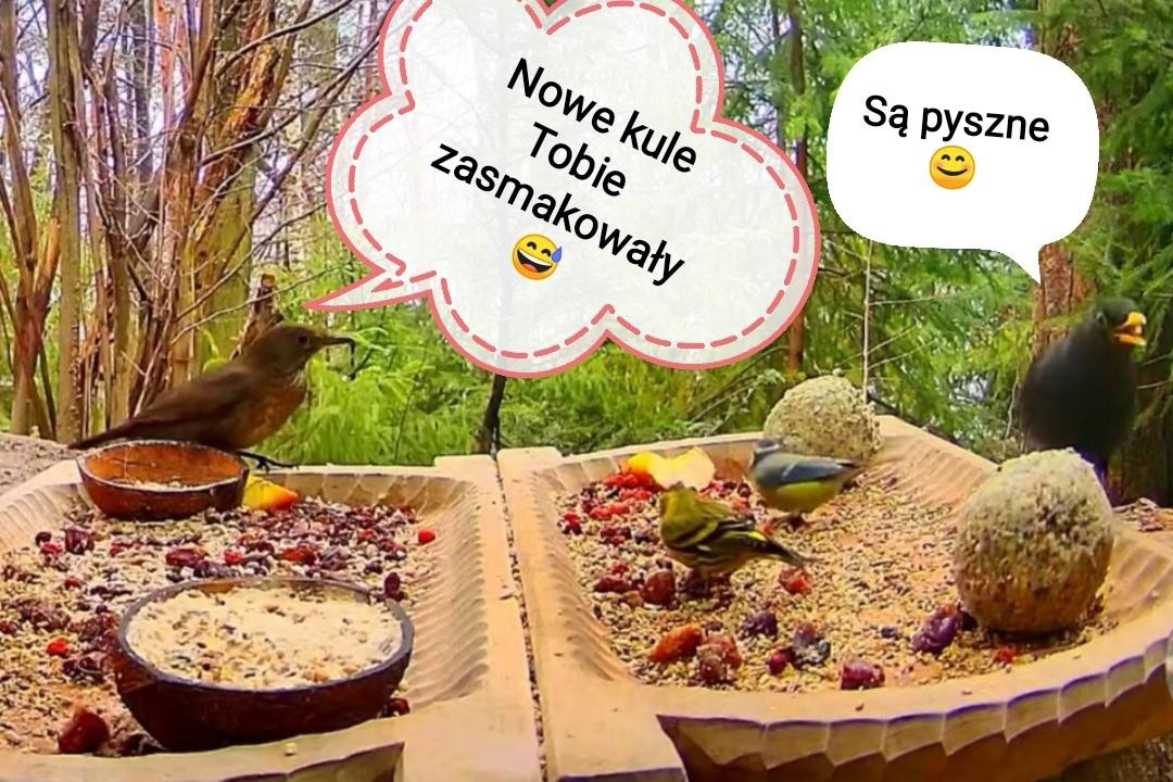 livebirdspoland_92ace1c0ad990a1c4e2641390d1f8d09.jpg