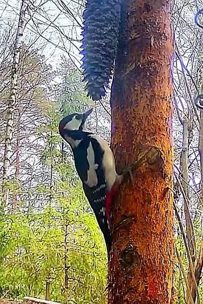 livebirdspoland_bc8d1c53a208984a950d86cc6bf6e9c5.jpg