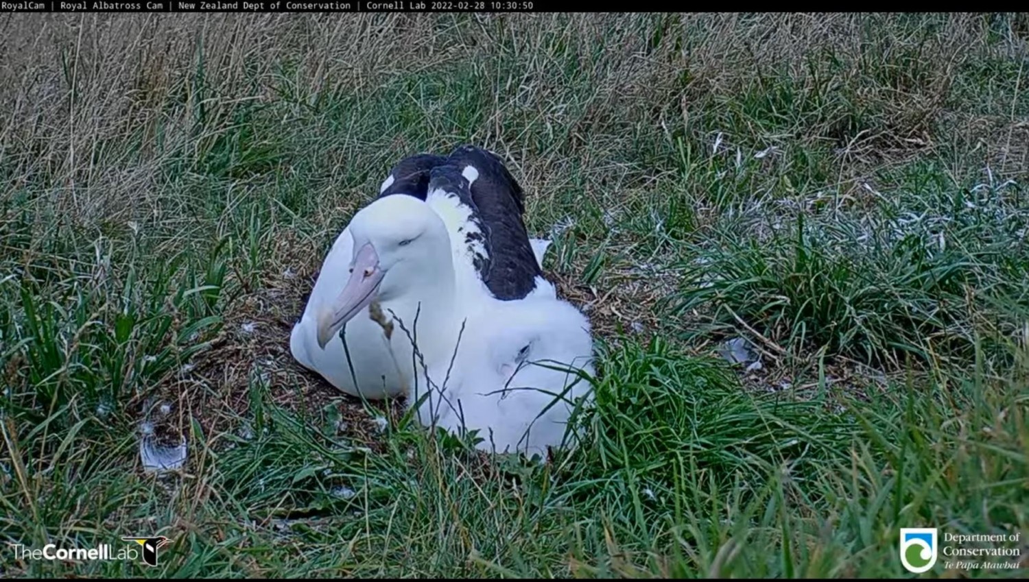 livebirdspoland_dc1b3a0aeabe96371598c3aaf65d6e7c.jpg