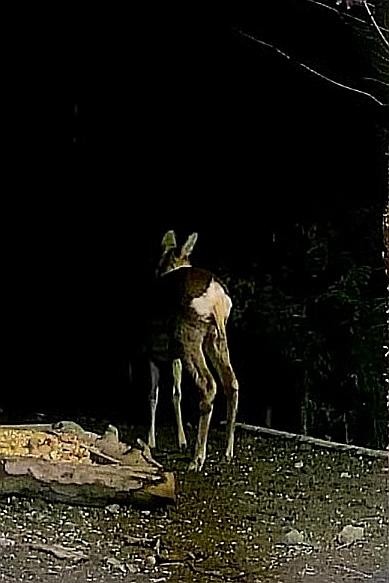 livebirdspoland_108e01c8db3793818c64ca3e34408528.jpg