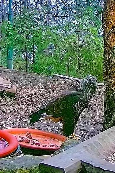 livebirdspoland_1f0443e5869ec8fa6c6a457cf0d8a082.jpg
