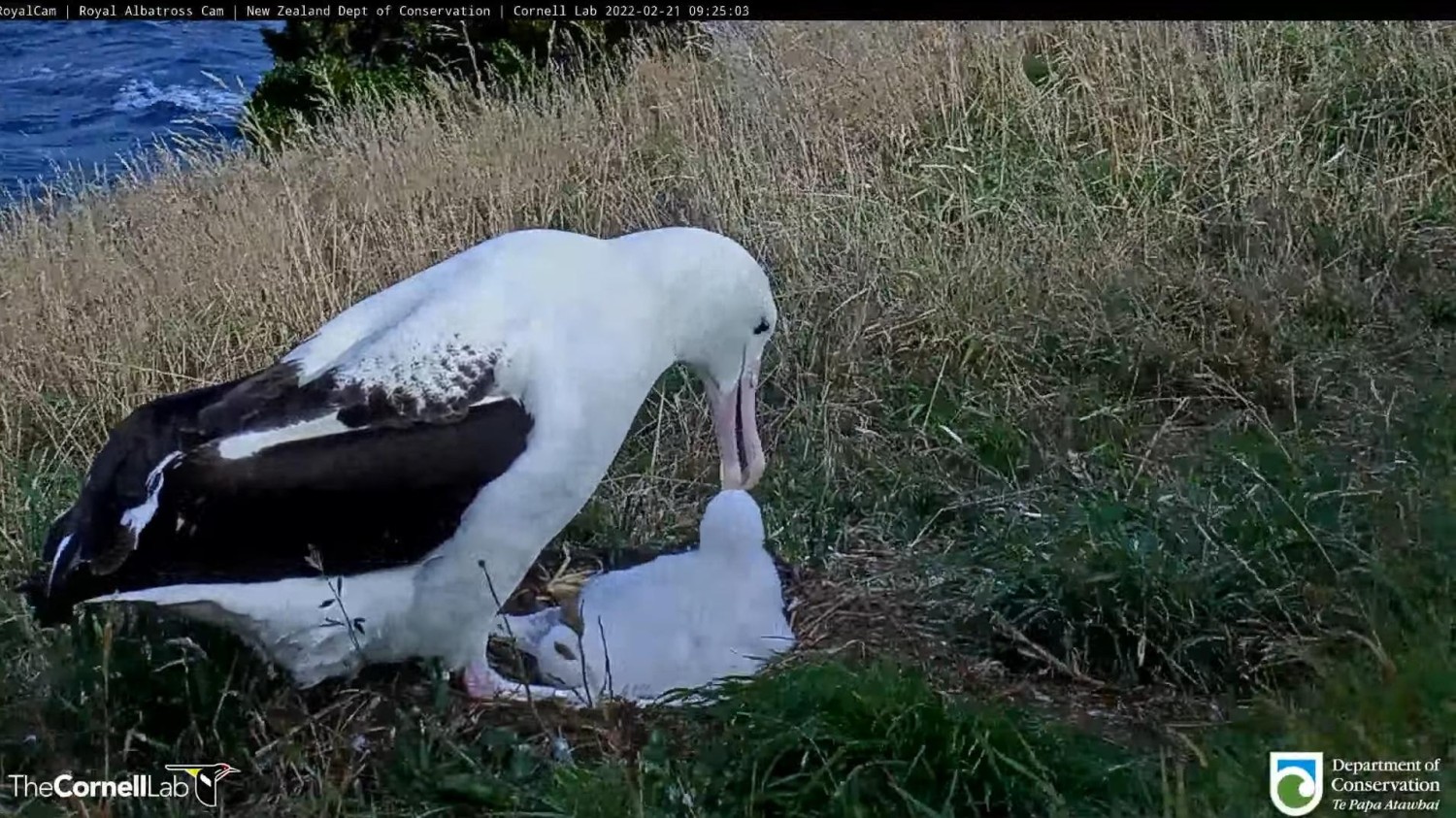 livebirdspoland_d91418a1bfc38b42dd6d1a4ce82231dd.jpg
