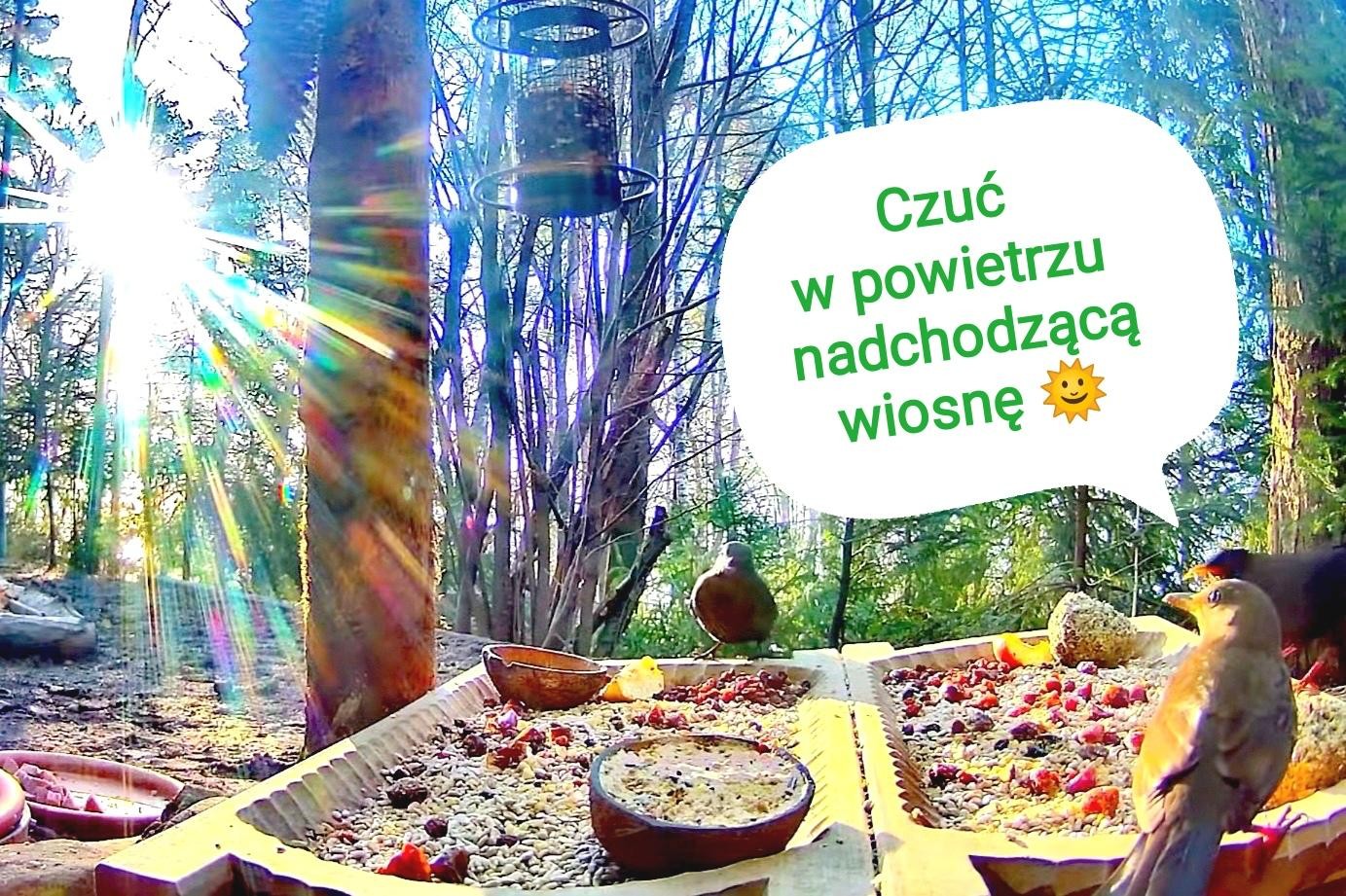 livebirdspoland_a134d5ad3983557e19e0650d024aeb42.jpg