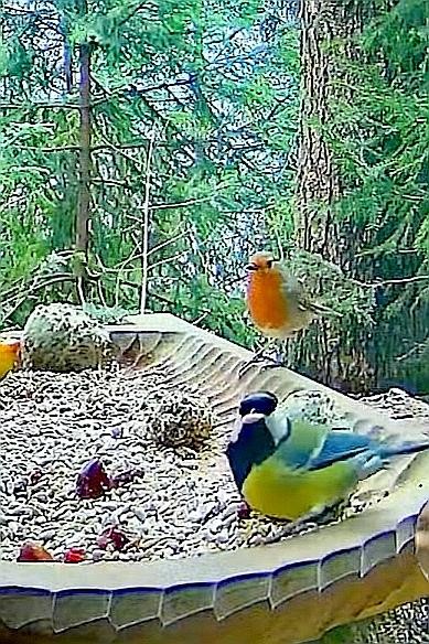 livebirdspoland_5374bb242048274d368302eb0b166515.jpg