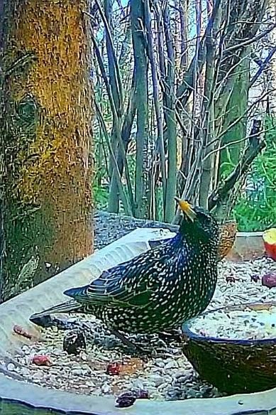 livebirdspoland_7aaa4c5a7fb3a3a0e94a71d02a004860.jpg