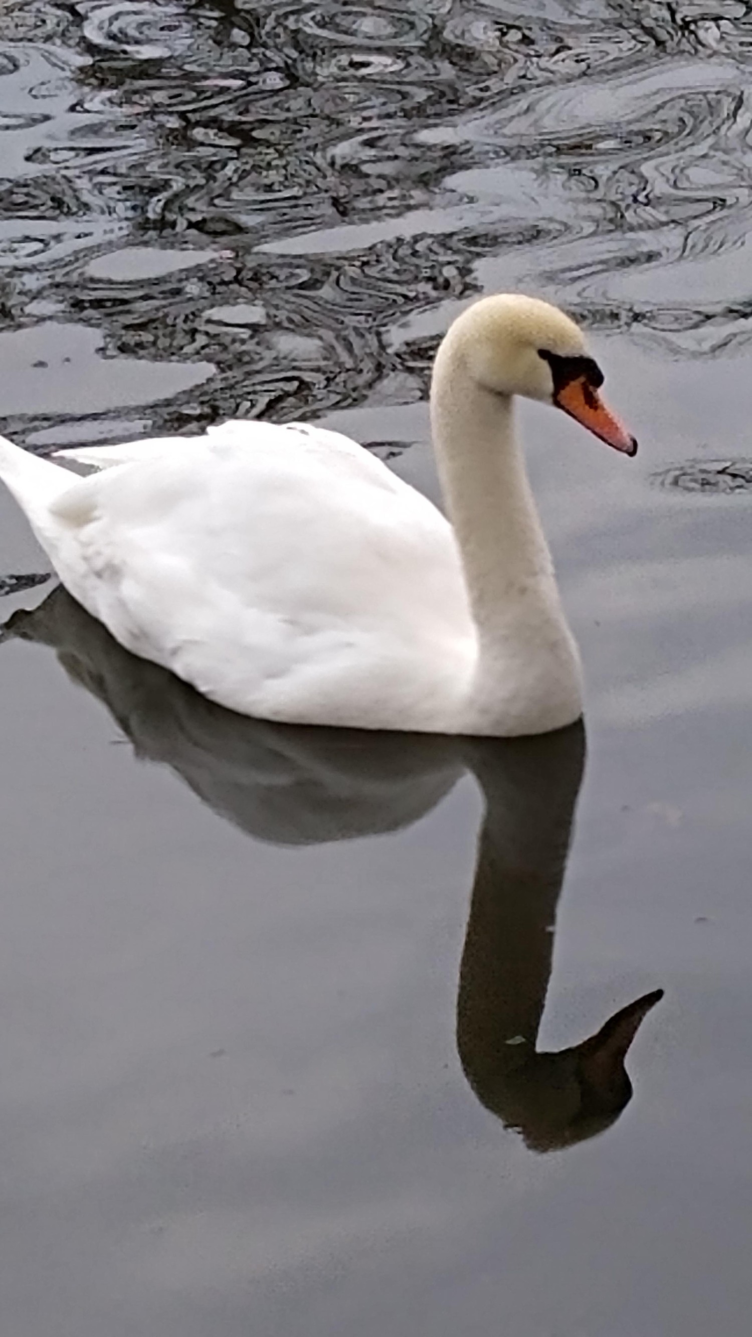 livebirdspoland_ff52b5c41cfe45e2c7f10e4987618cb6.jpg