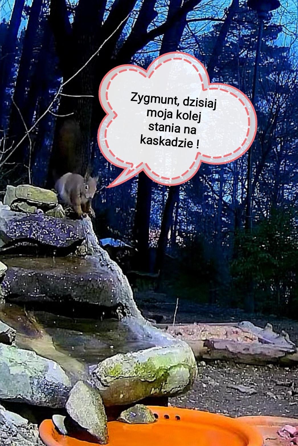 livebirdspoland_6318e5d7ca600f651bd7bce12bc3e0b5.jpg