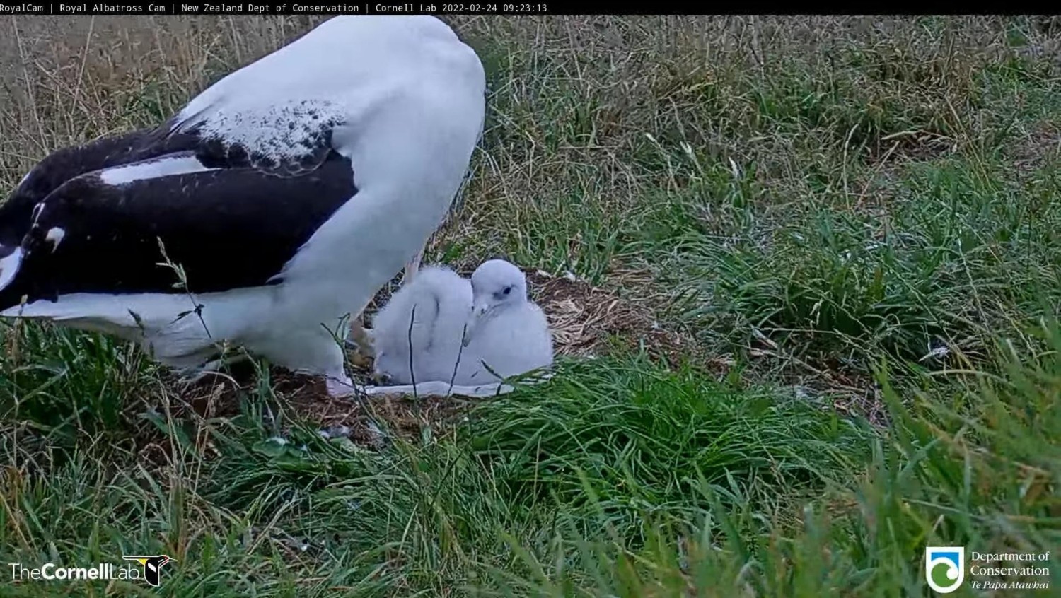 livebirdspoland_e0edf6c9bcfd6f1d624408084b6abfd5.jpg