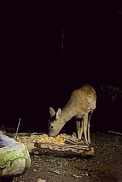 livebirdspoland_275724dba1bb7e5052eed870305d80ed.jpg