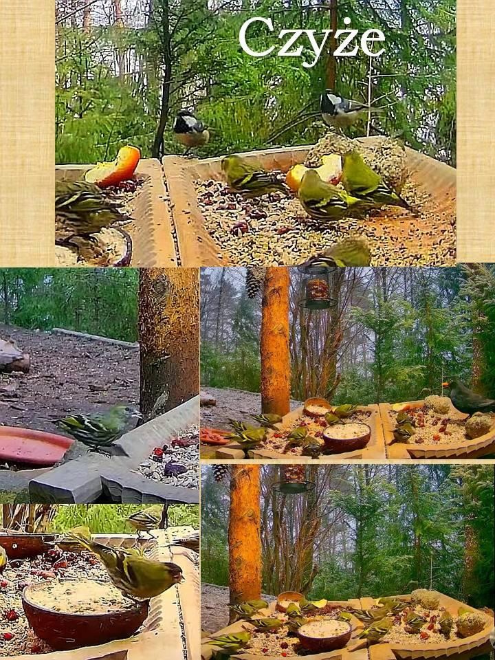livebirdspoland_3bd18e1af40a729c2c6b539436a81f38.jpg