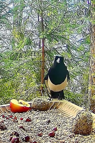 livebirdspoland_4888be9728287415527c684163204b08.jpg
