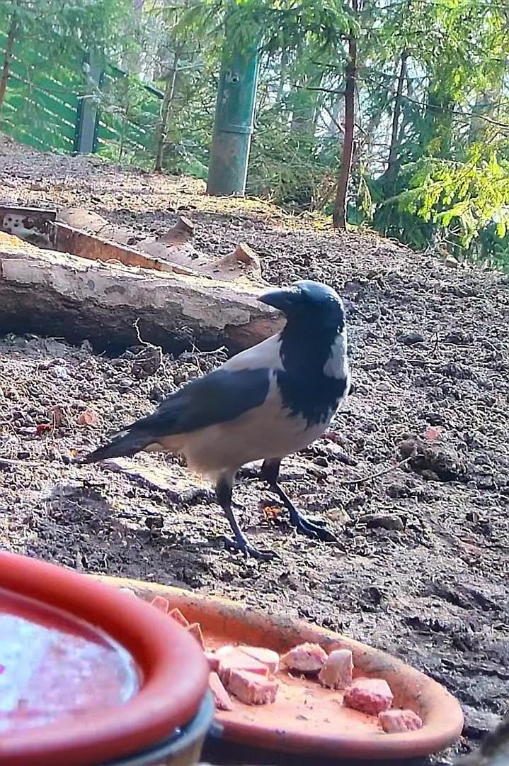 livebirdspoland_182846ba5a1c1b9a0f60c59c2f79438d.jpg