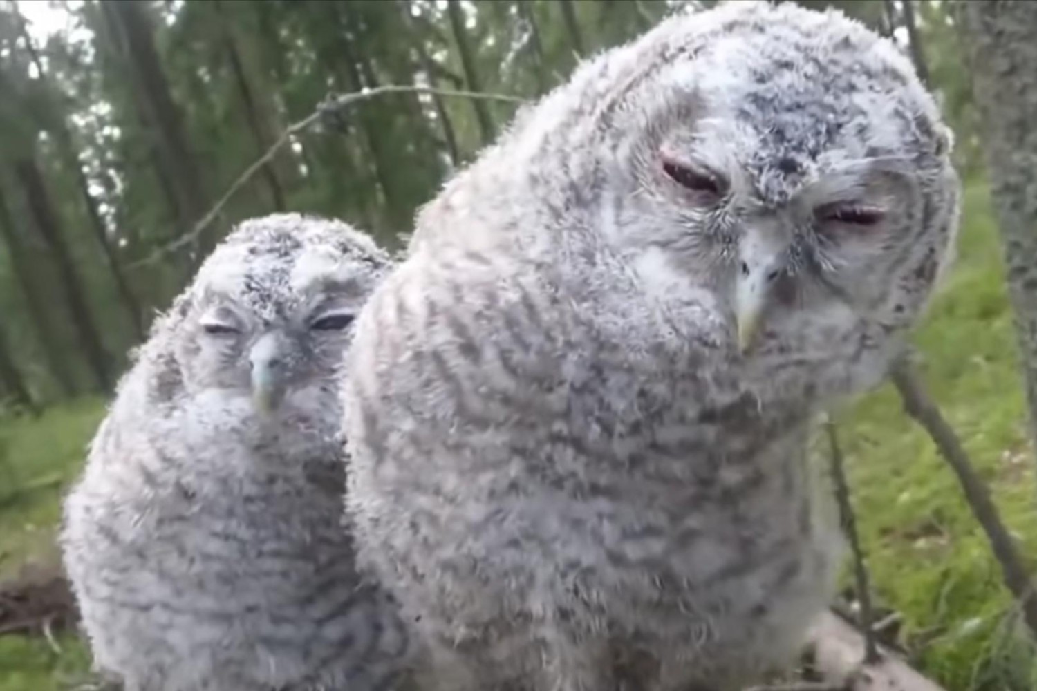 livebirdspoland_2946ba7b1d6ee95de59bf5b8fe7adb82.jpg