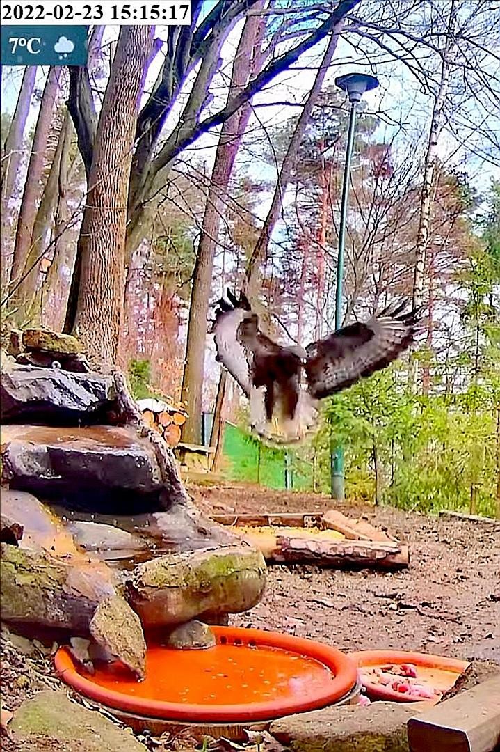 livebirdspoland_f0dd51b95347c061f59f780e2f0b517c.jpg