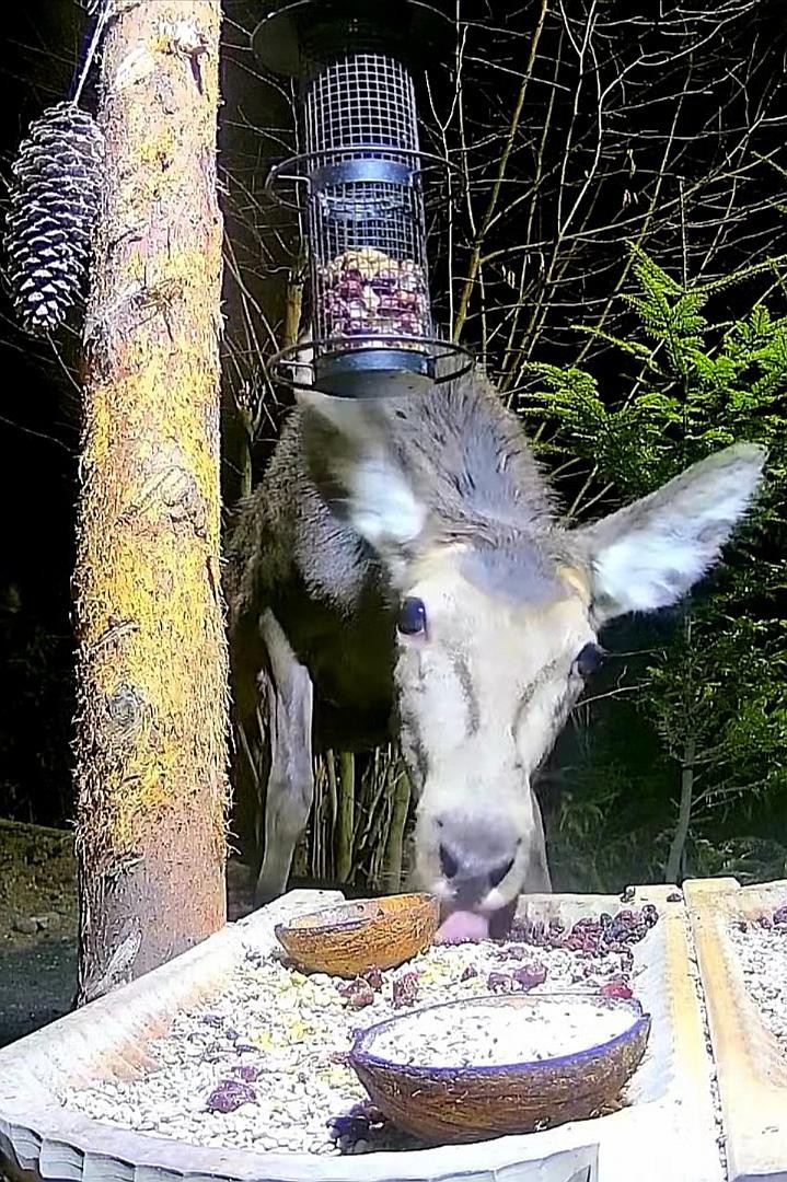 livebirdspoland_e0e2e7798b5e2b5e5aeb7e62cfc17285.jpg
