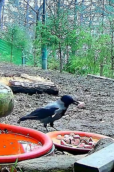 livebirdspoland_0f451b8e1ed5378419c843dbb7999b2b.jpg