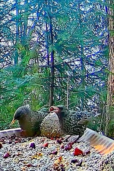 livebirdspoland_c87c76710f00c9022df3e0a867c1110d.jpg