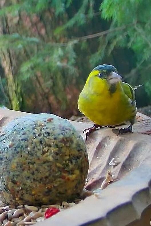 livebirdspoland_3ab2167481a4b61ed4a594291d228491.jpg