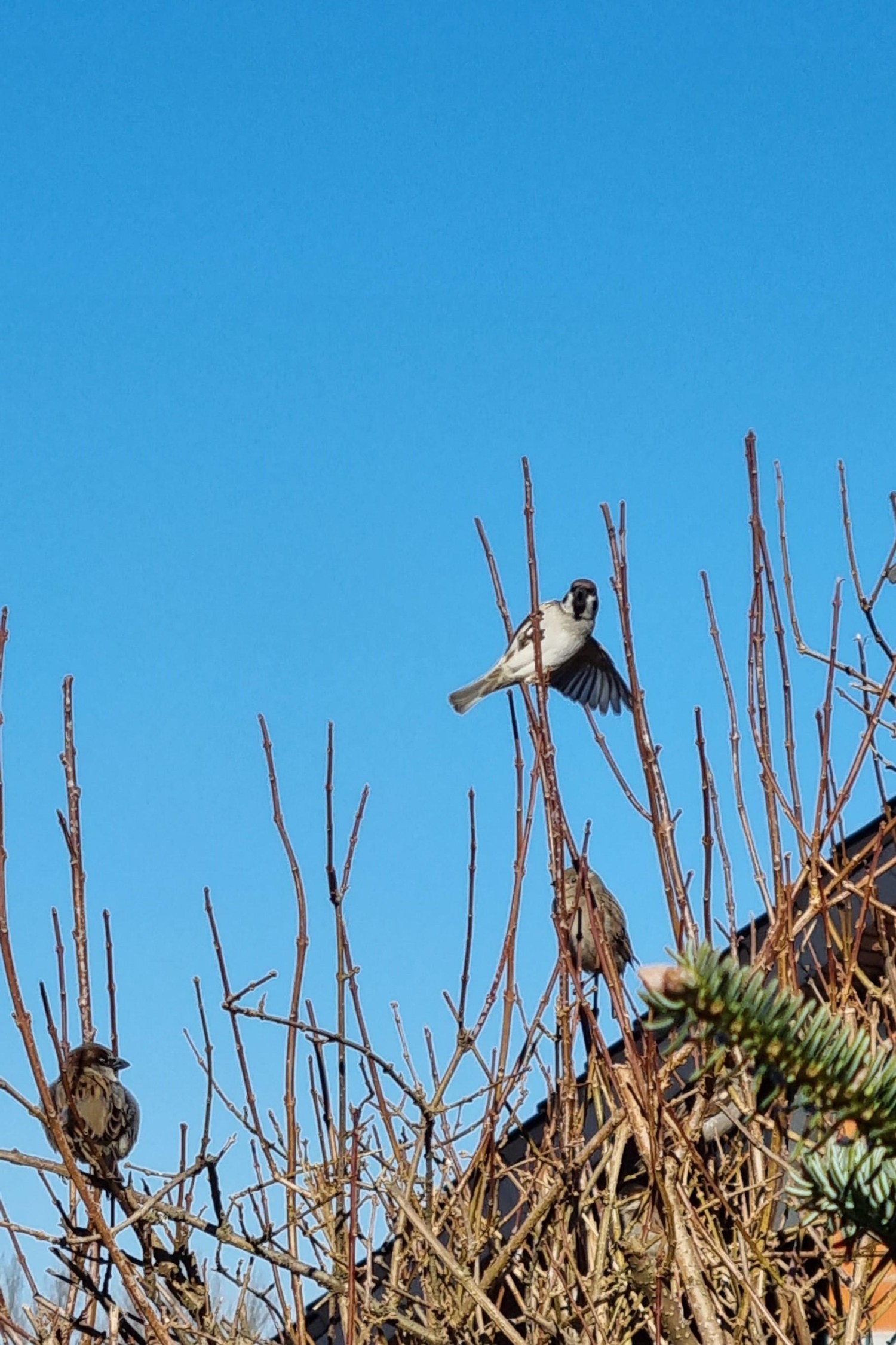 livebirdspoland_1d975c9dc337b67d066e99fa8155b59f.jpg