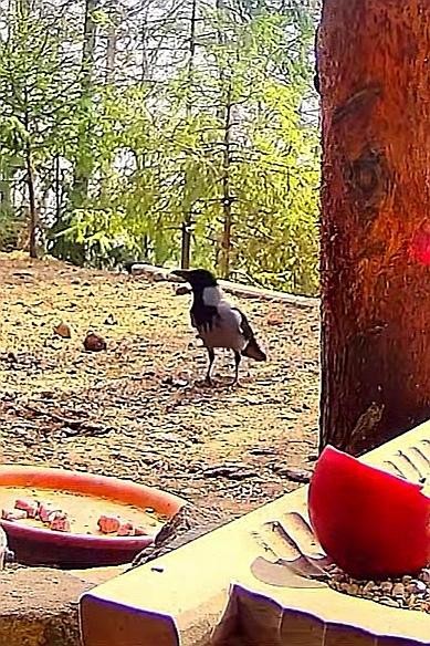 livebirdspoland_115809257d3cf1f06b6b09c09bb6b882.jpg