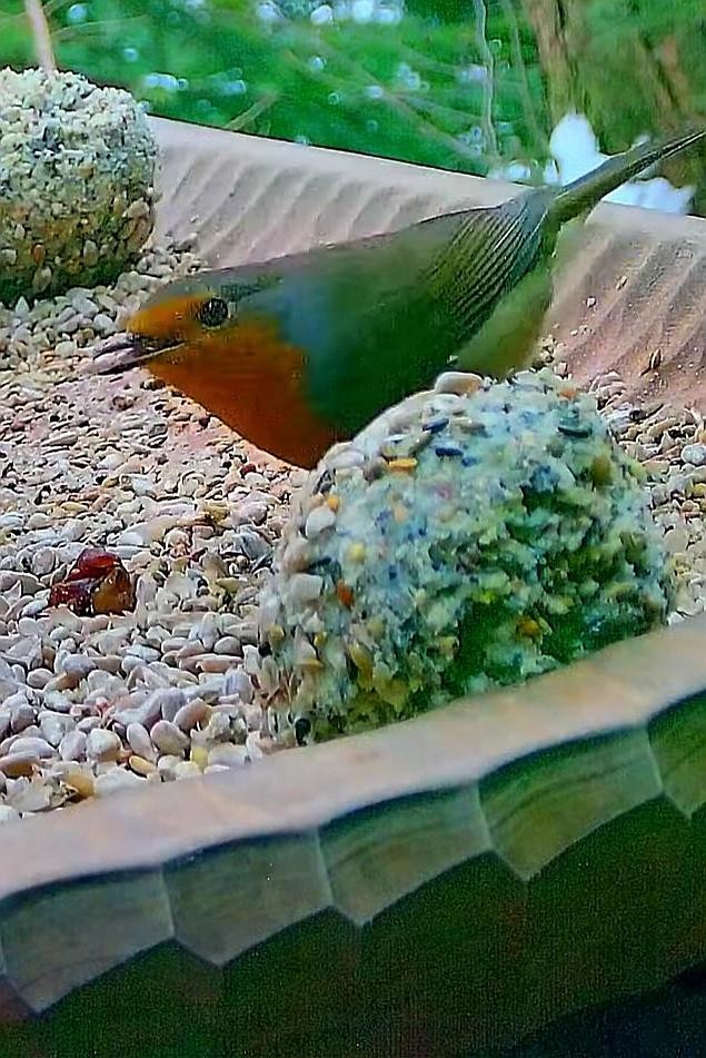 livebirdspoland_95664d7d35a34cd6528a4ccceb4962e3.jpg