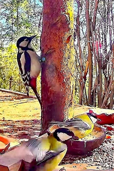 livebirdspoland_51c8a13b2111d8f7ee79eee4e9050983.jpg