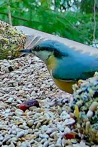 livebirdspoland_ab045532b282d8929c8e0182c4eb8aa9.jpg