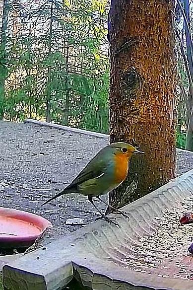 livebirdspoland_c095e1bc4cd40107eeaab995556247bf.jpg