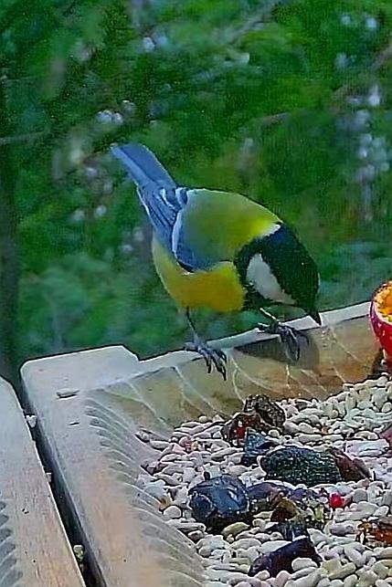 livebirdspoland_0fe8059a730b78314f1e579135cc57a0.jpg