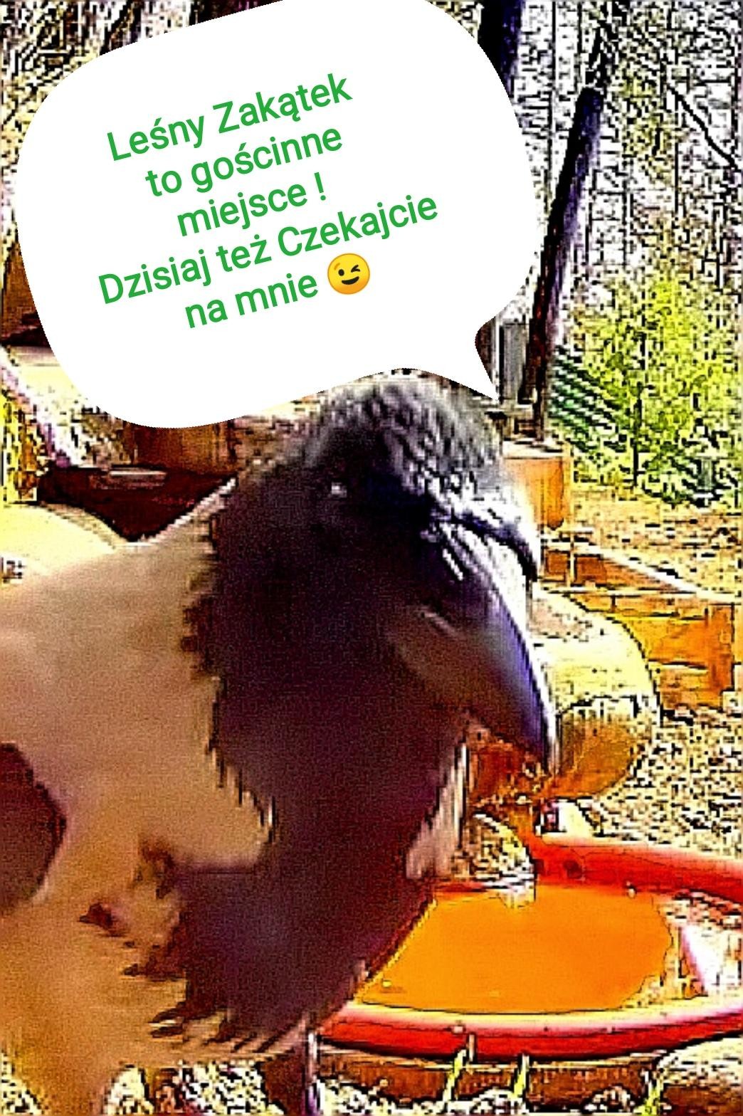 livebirdspoland_69651f587a99c979755c87edd47244b6.jpg