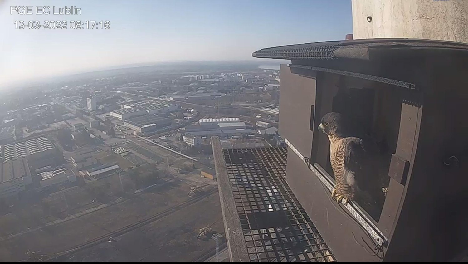 livebirdspoland_81bf7f6a9a5d741b95ea5223d58174fe.jpg