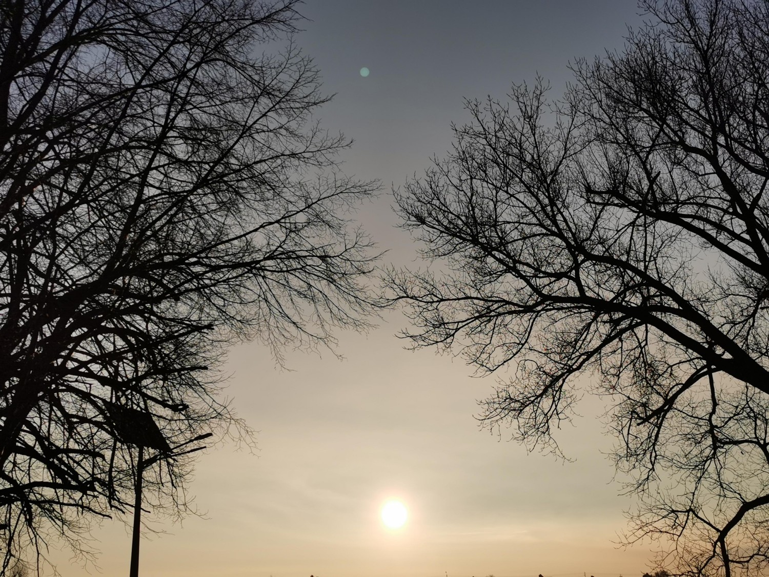 livebirdspoland_a0f918563a36f27daf332981ccdb7a29.jpg