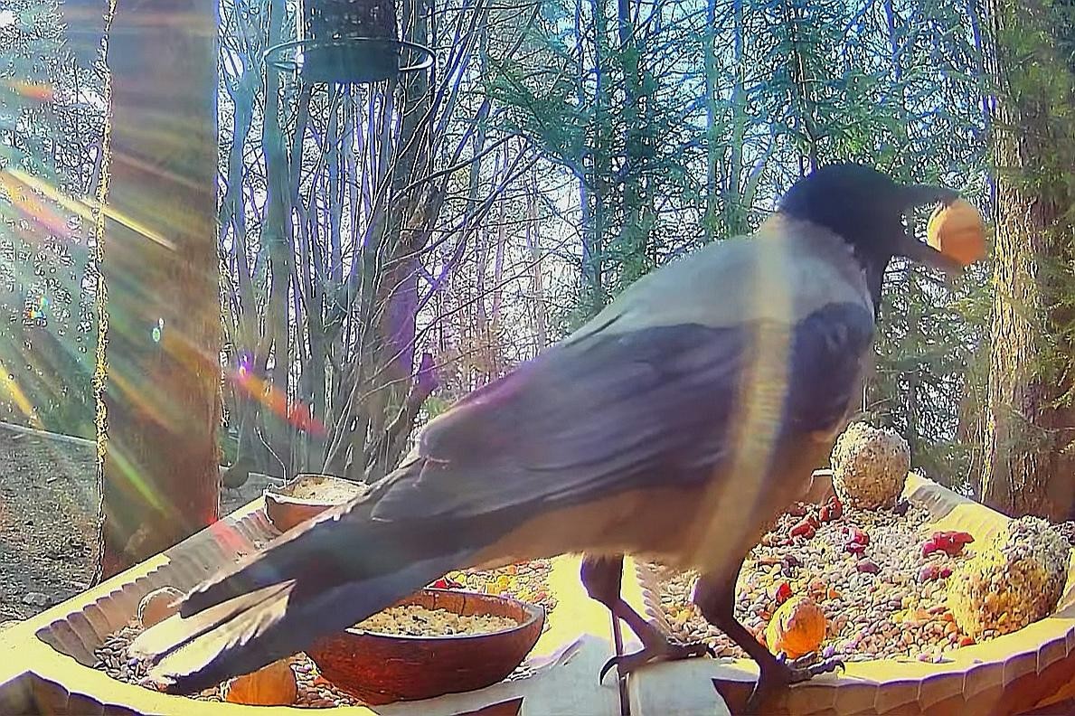 livebirdspoland_f21c560a11653c5146ca3f487ec92659.jpg