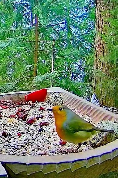 livebirdspoland_e0f3869cd662a2469318cc656921514c.jpg
