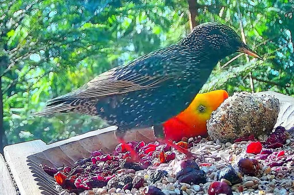 livebirdspoland_100a1e4a578855494abf09a949368aa9.jpg