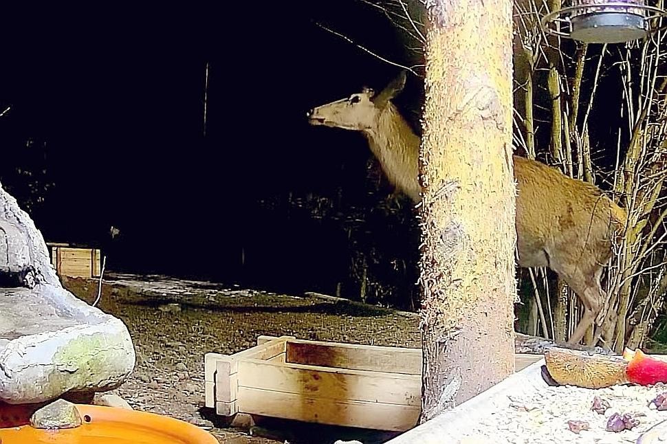 livebirdspoland_9114f0728d434b0e58071d4e8536a3a3.jpg