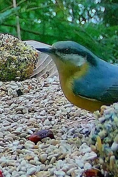 livebirdspoland_d2c941fb47ec4ccea617c980e5bc3610.jpg
