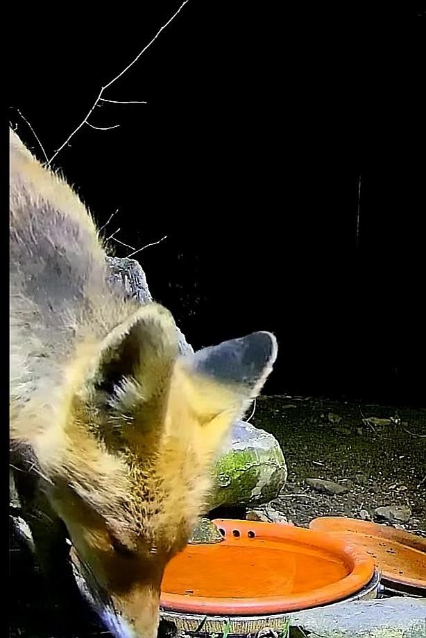 livebirdspoland_627ef1e09829ffdfe9792870c2372b72.jpg