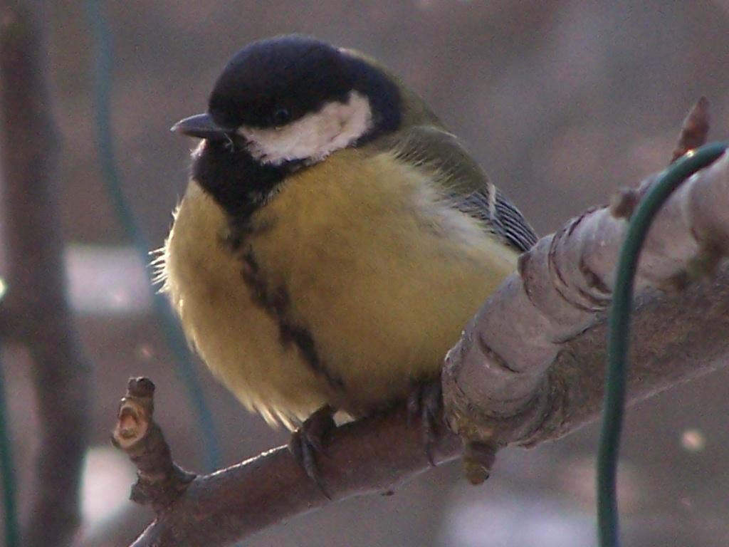 livebirdspoland_001f0fe61d003dd97e0217c3a972f01f.jpg