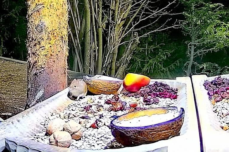 livebirdspoland_82e4071bd11ab903308956c45093a0e5.jpg