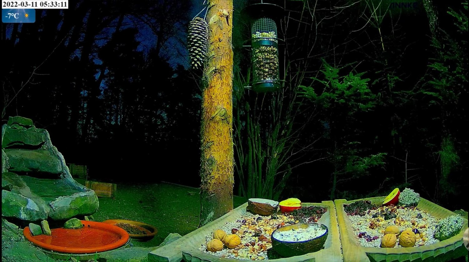 livebirdspoland_ac866787788f568b13804a4389c83501.jpg
