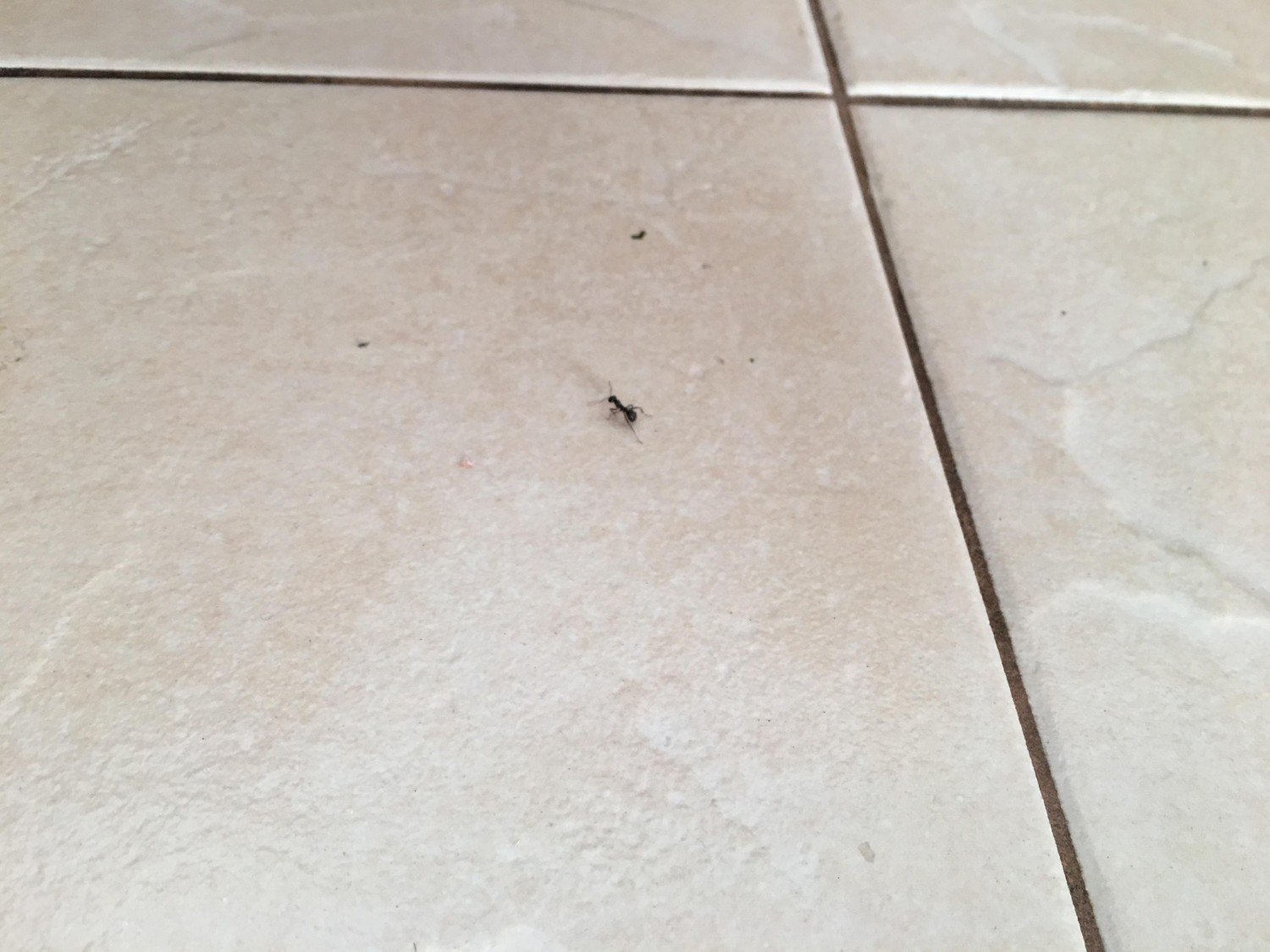 livebirdspoland_683a105eb497ac418957e57074d0019b.jpg