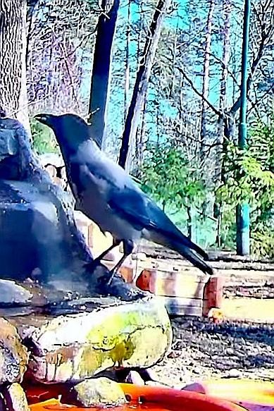 livebirdspoland_e5e058c2861374f2aa8993fffa82803c.jpg